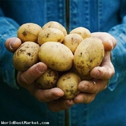 Potato set 6S carefully selected fresh potatoes 