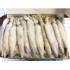 Frozen Squids