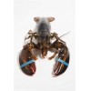 Live Maine Lobster