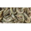 Vannamei Shrimp