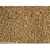 Canary Seeds
