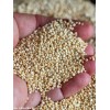 Quinoa